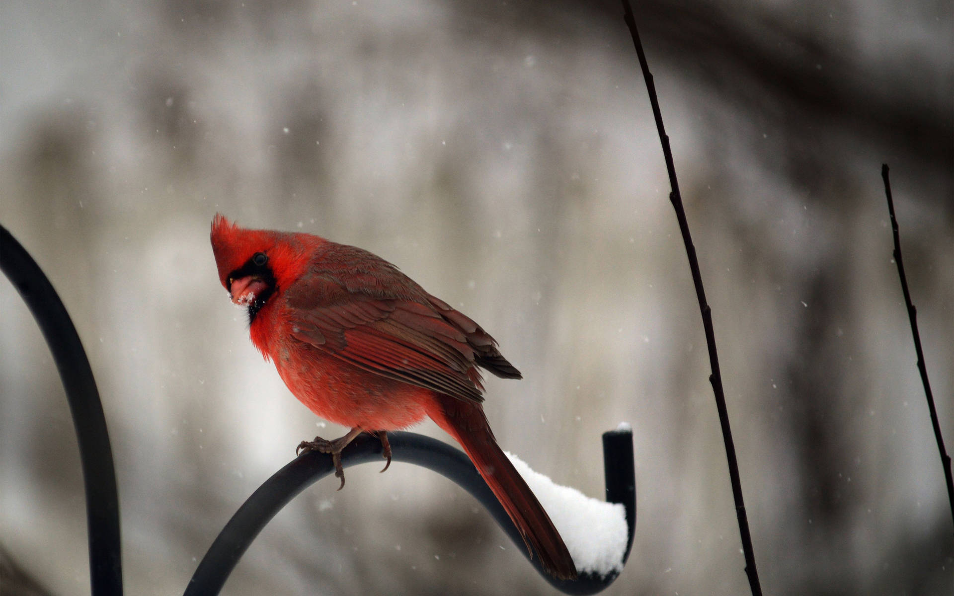 Cardinal On Iron Perch Background