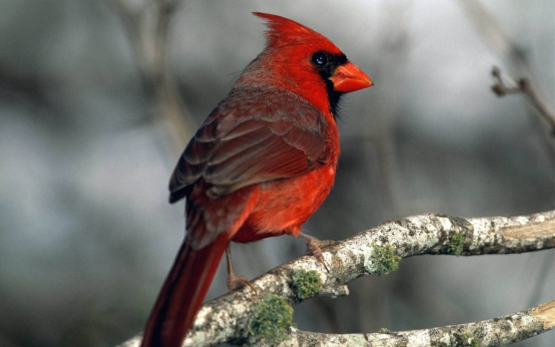 Cardinal On Mossy Branch Background