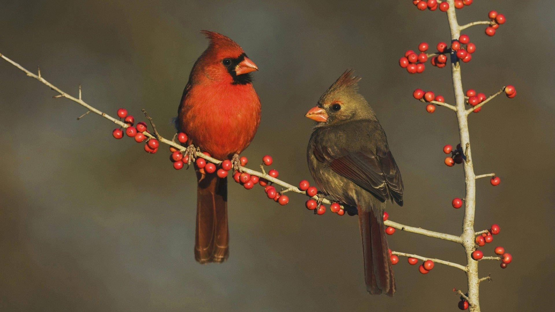 Cardinal Pair Background