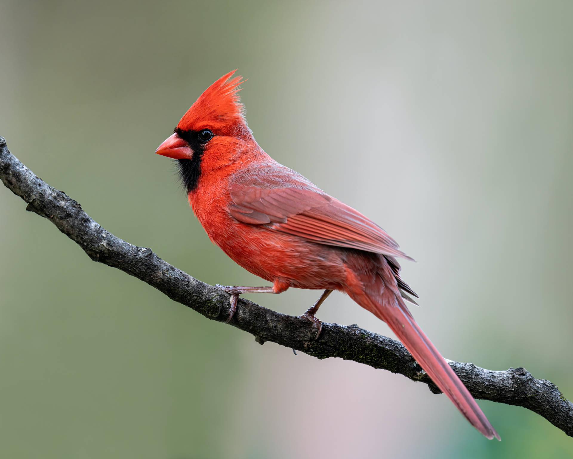 Cardinal Poised On Branch Background