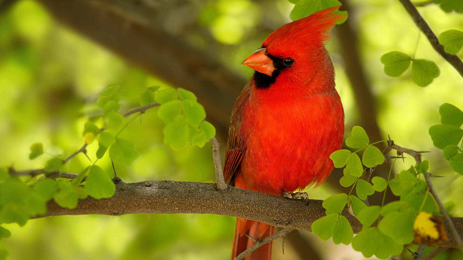 Cardinal Side Profile Background