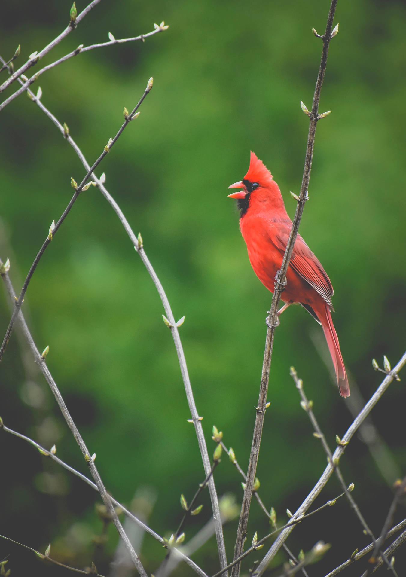 Cardinal Singing Background