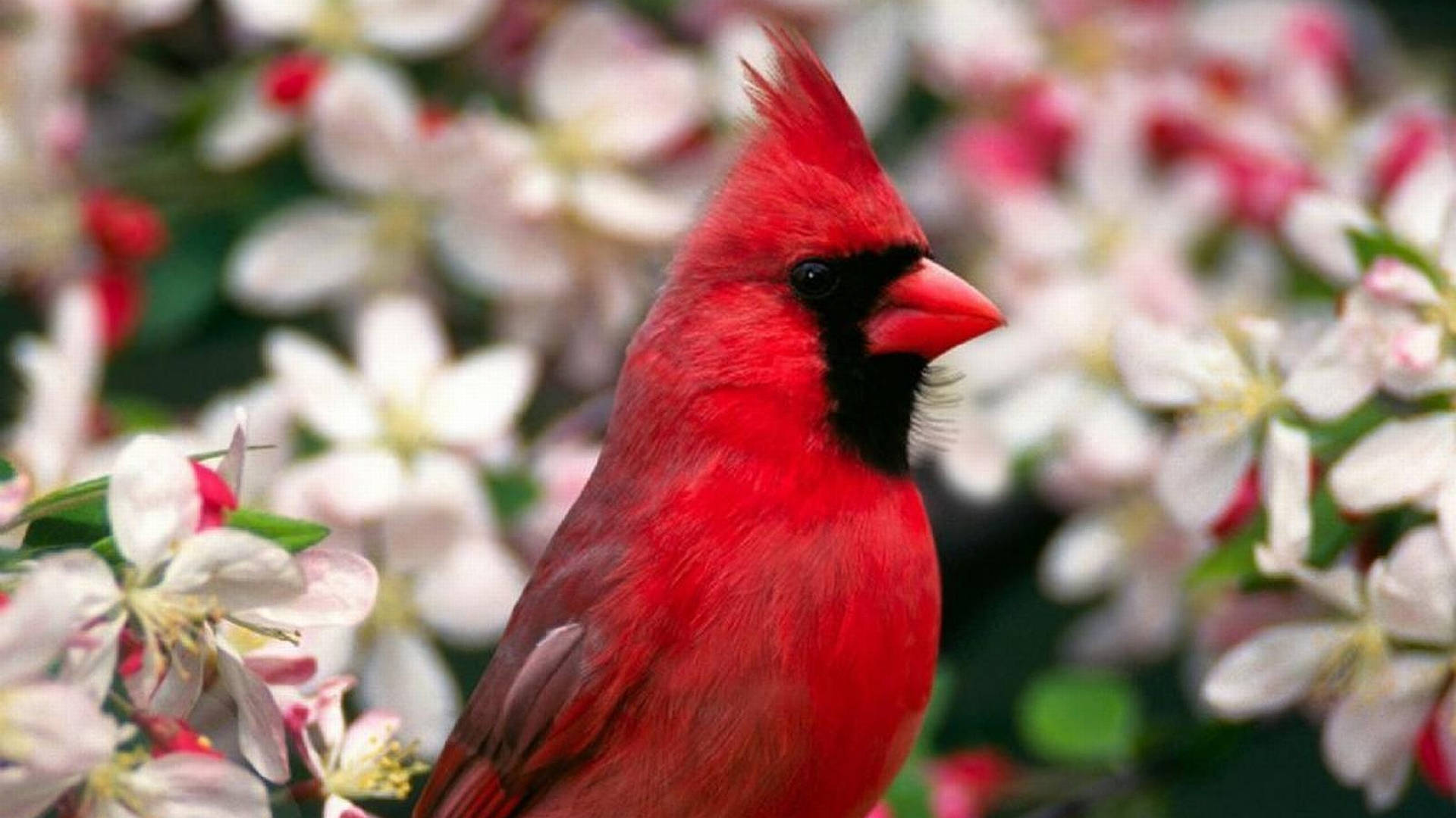 Cardinal Surrounded By Flowers Background