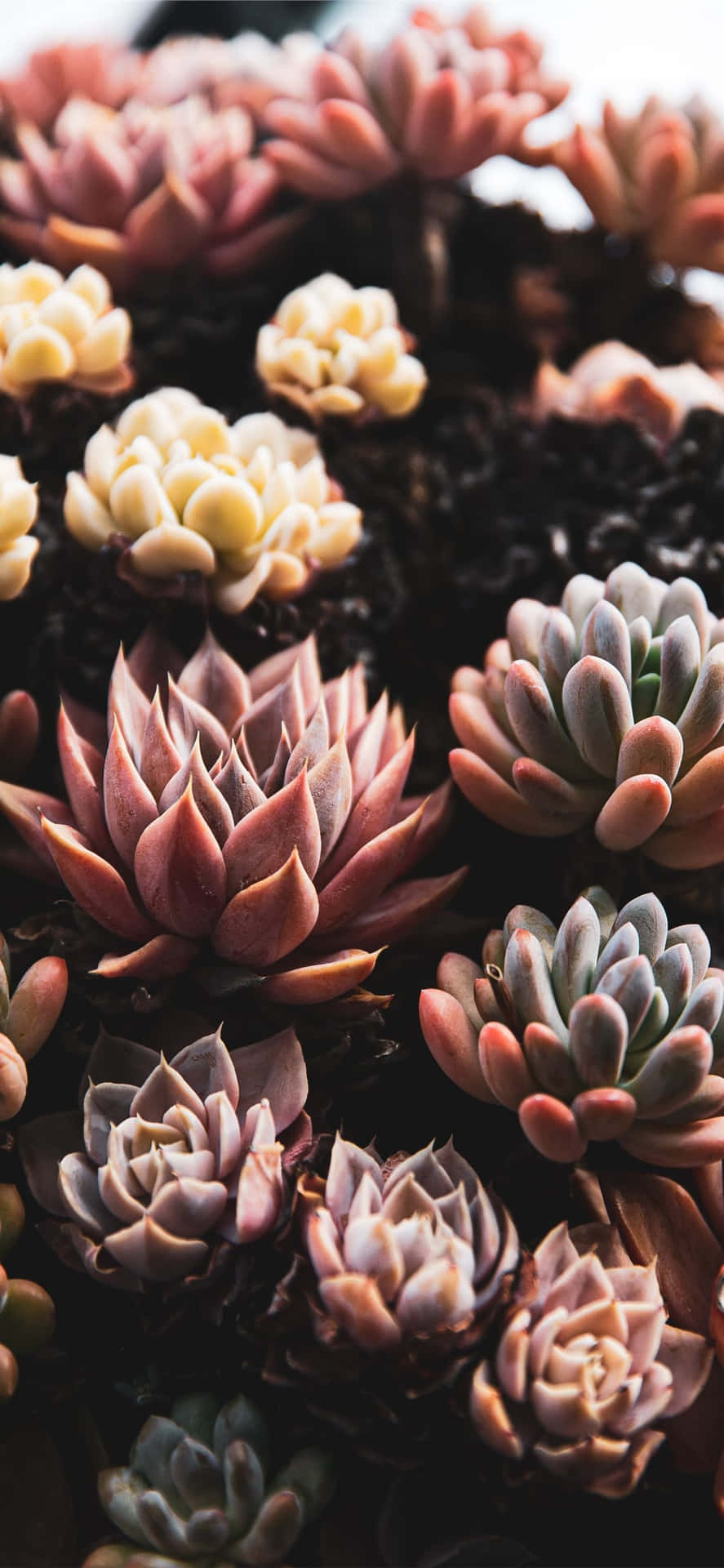 Care For Your Device With A Background Of Succulents