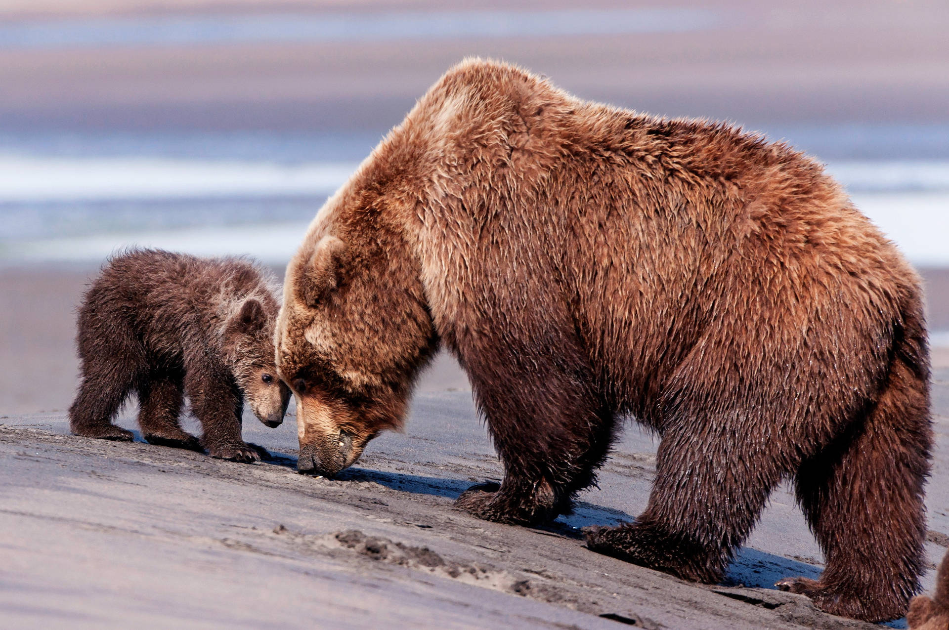 Carefully Caring For Baby Bears Background