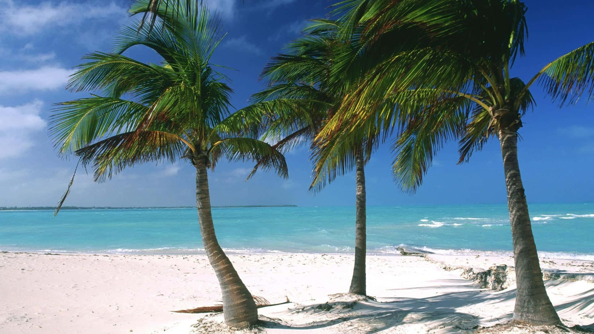Caribbean Beach Palm Trees Background