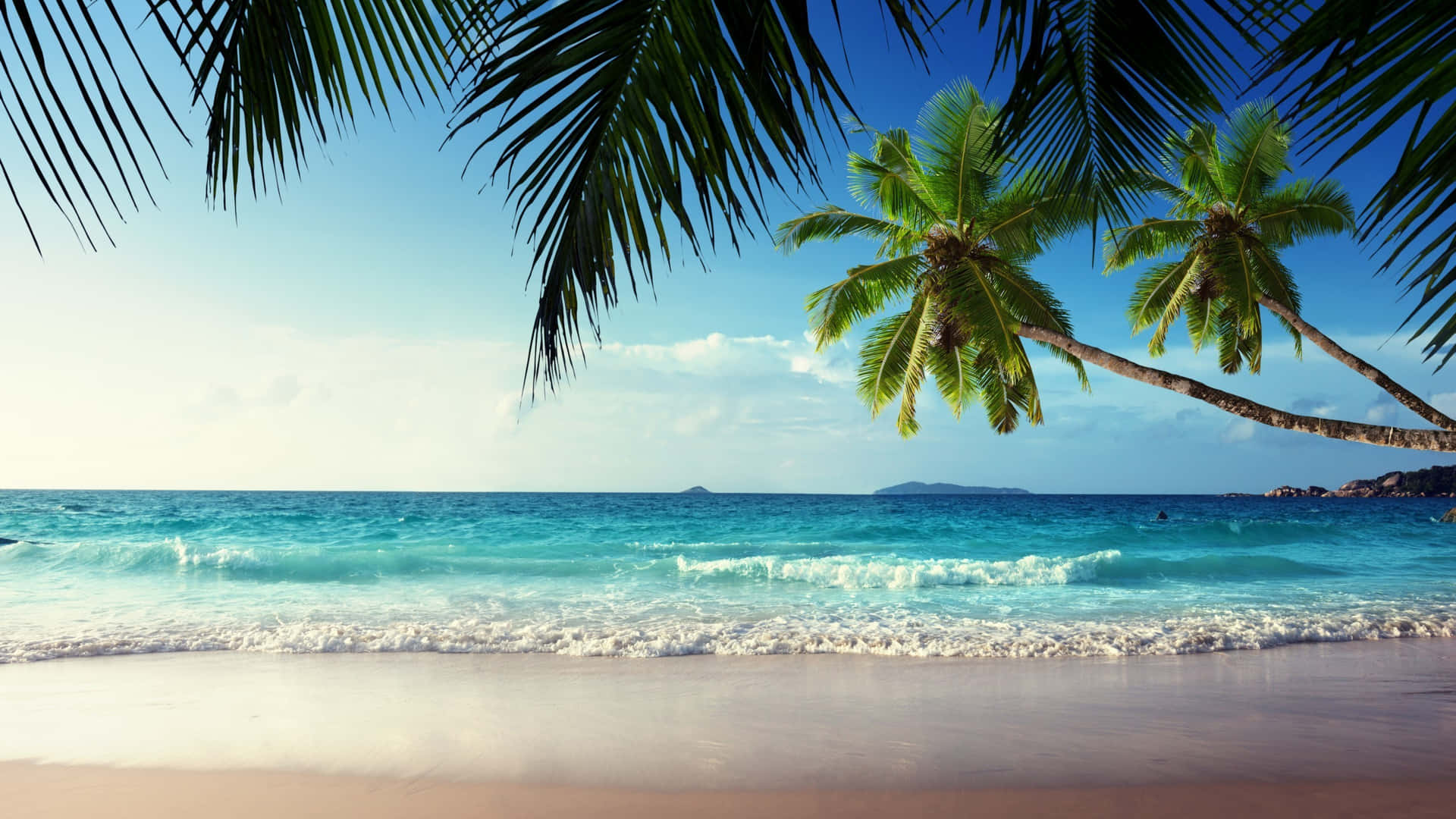 Caribbean Beach Palm Trees