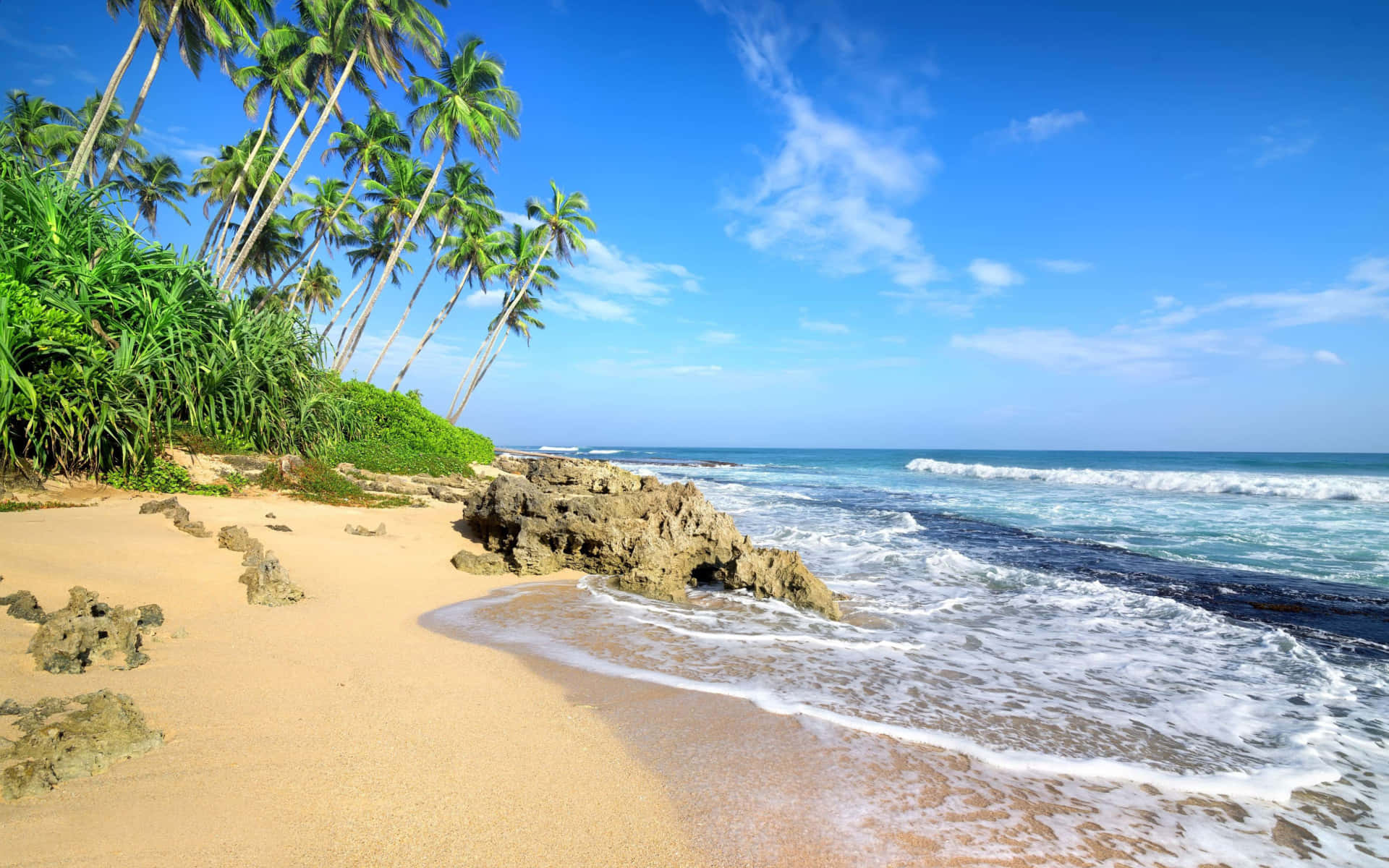 Caribbean Beach Palm Trees Background