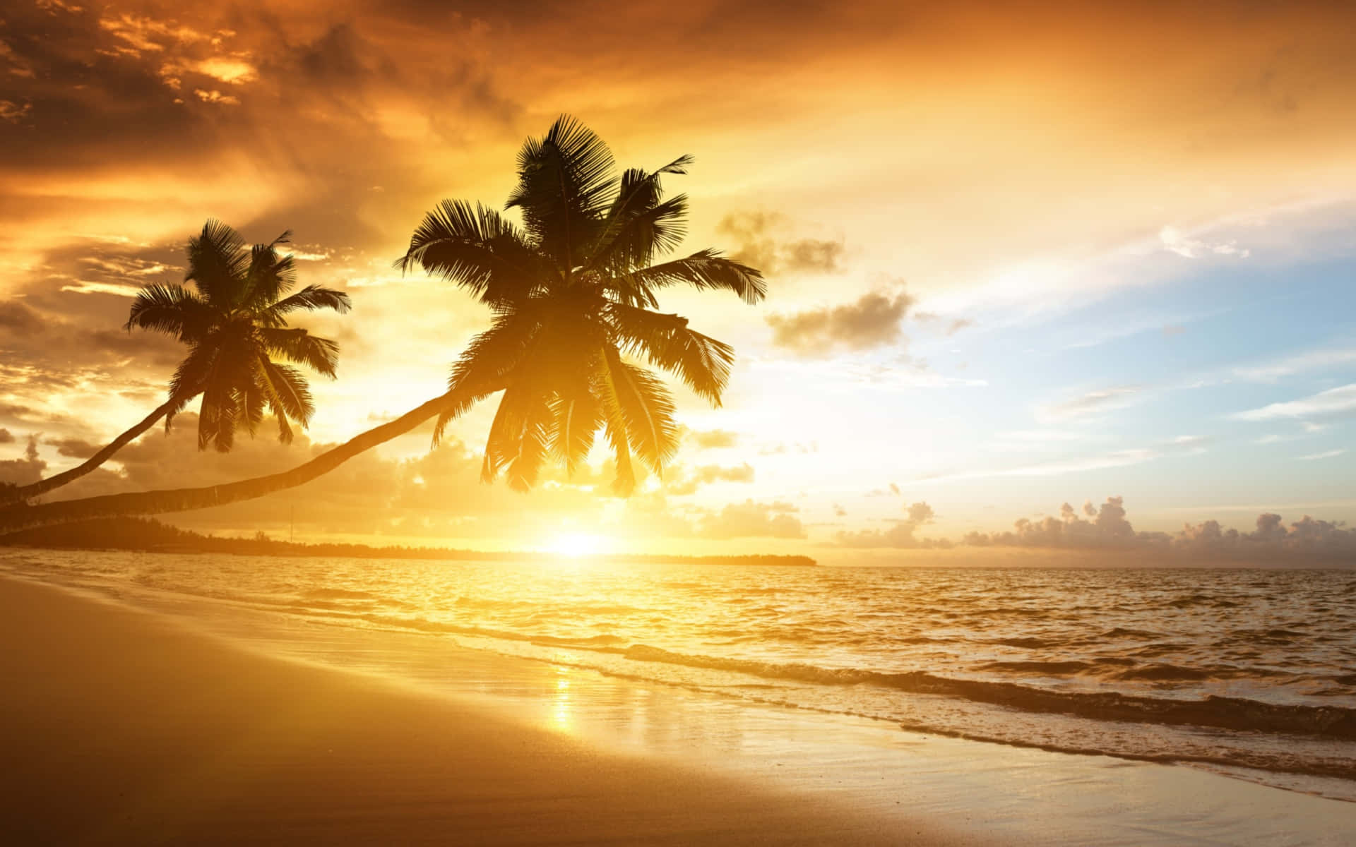 Caribbean Sunset Palm Trees Beach Background