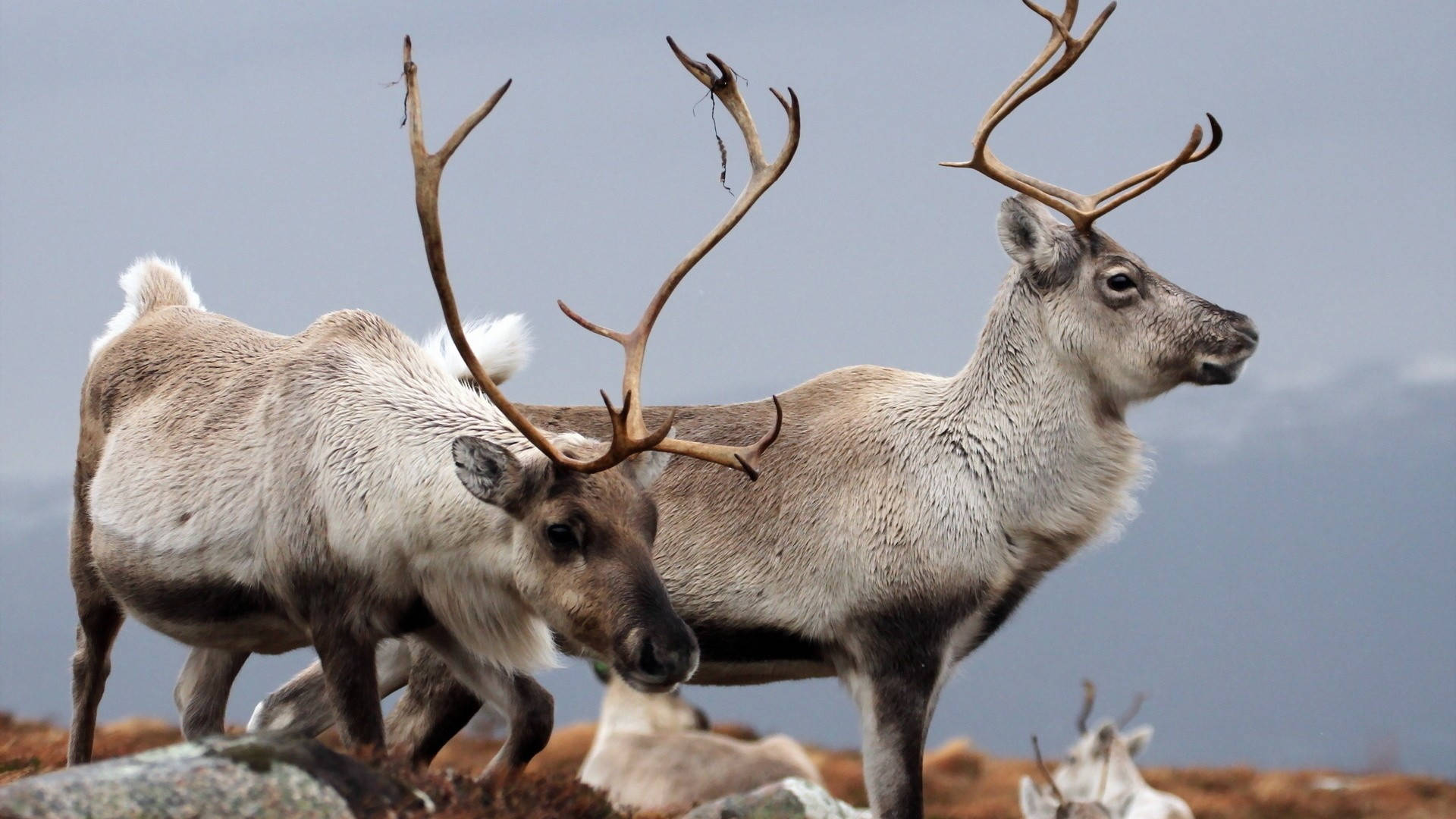Caribou Northern Reindeer Background