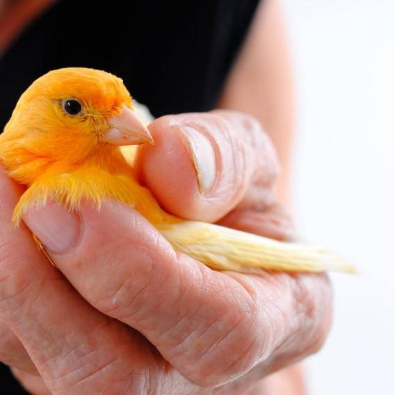 Caring For A Canary Bird Background