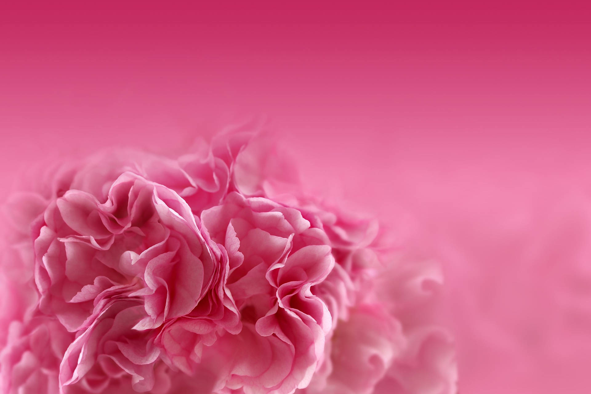 Carnation Cute Pink Flower Background
