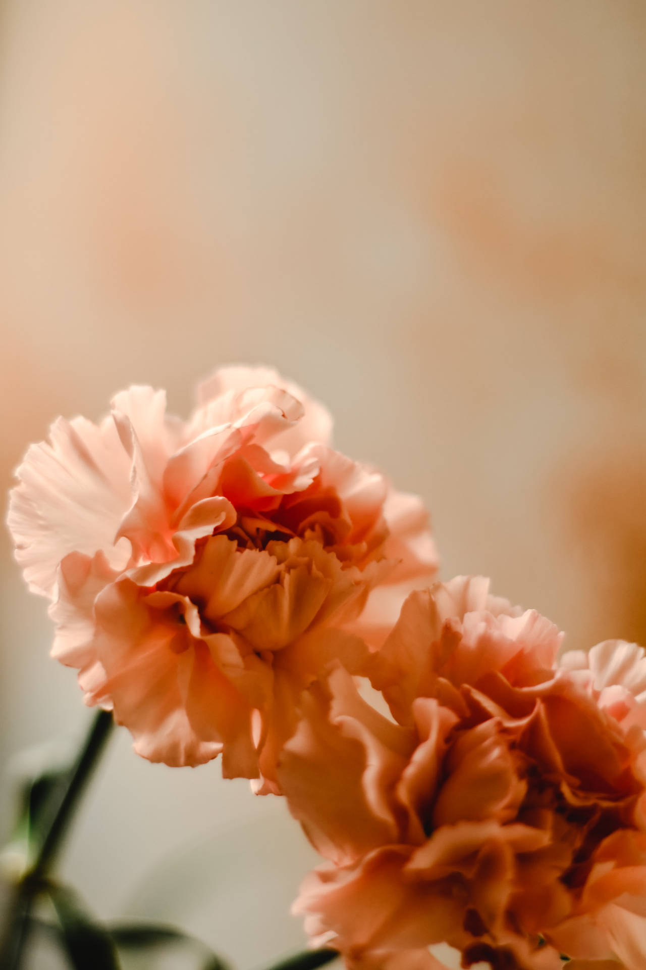 Carnation Flower Android Background