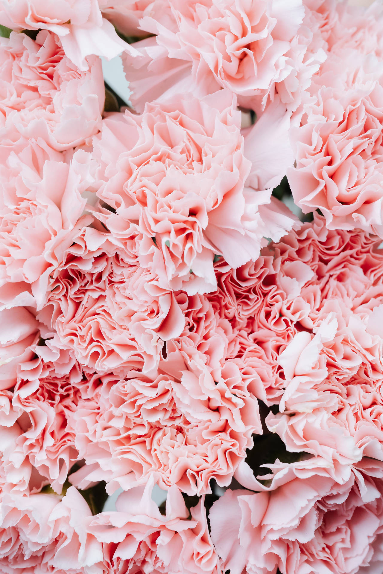 Carnation Pink Flowers Aesthetic