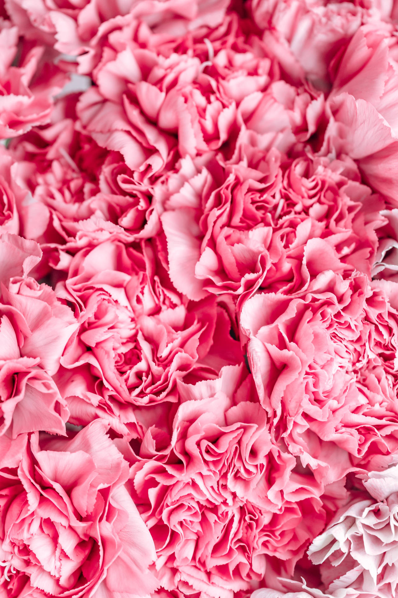 Carnations Dark Pink Flowers Aesthetic Color