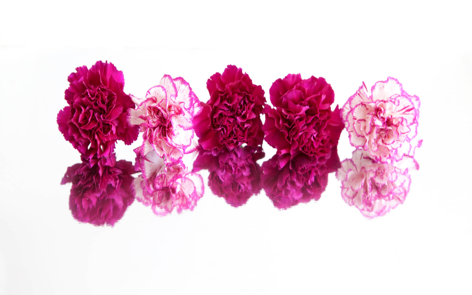 Carnations Reflection Effect Background