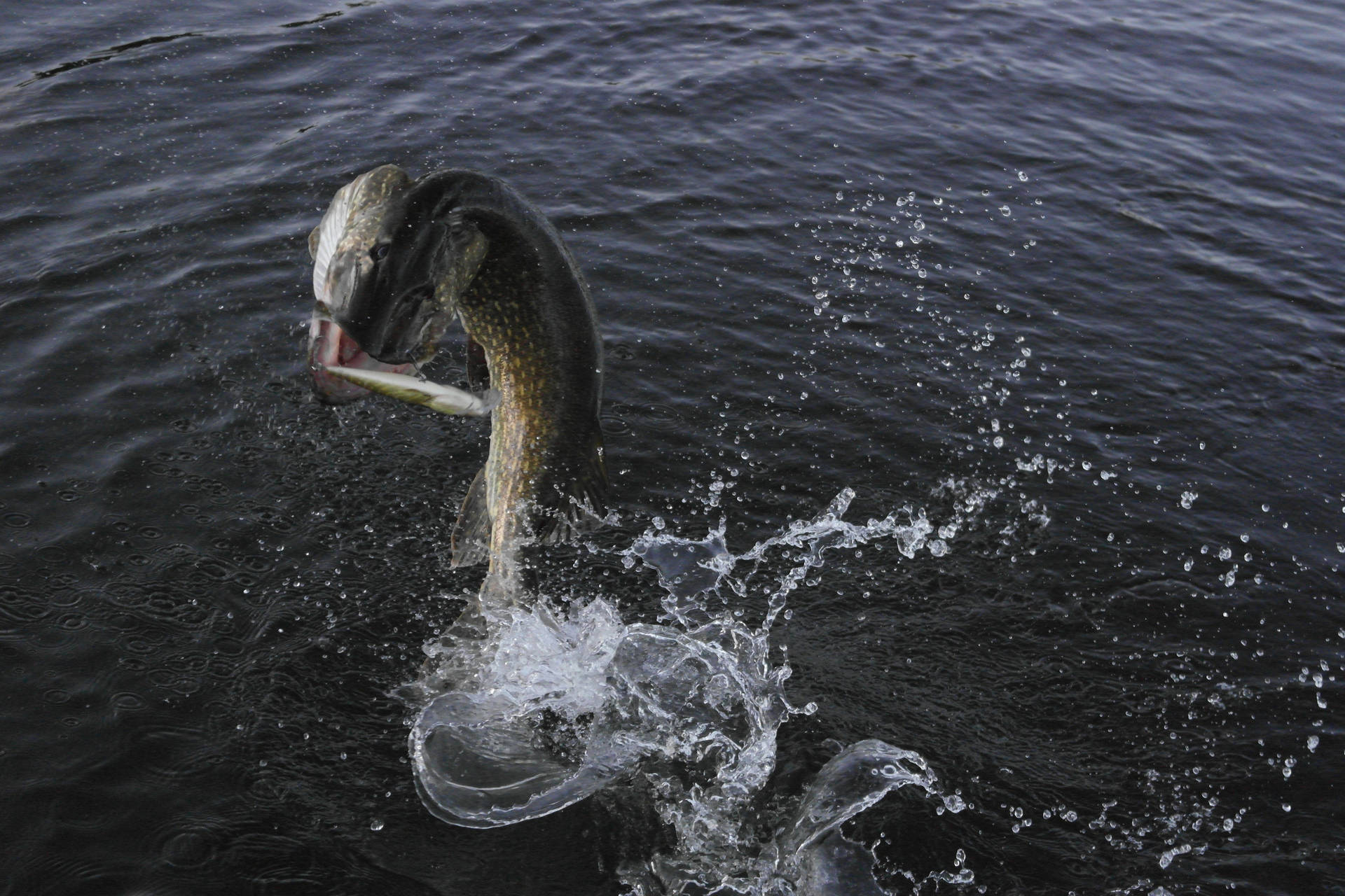 Carnivore Pike Fish Background