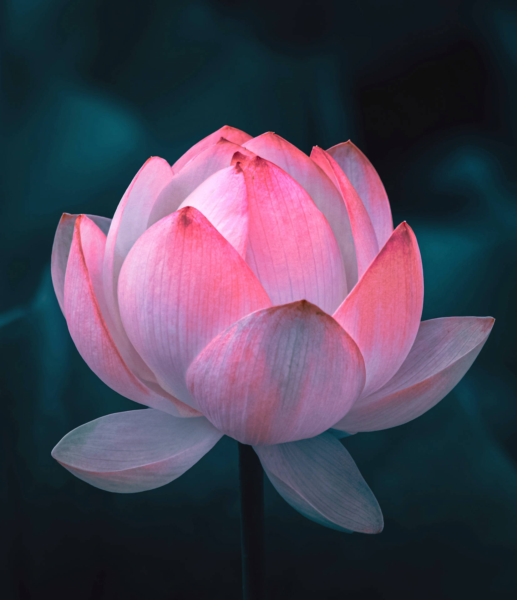 Carolina Queen Lotus Flower Background