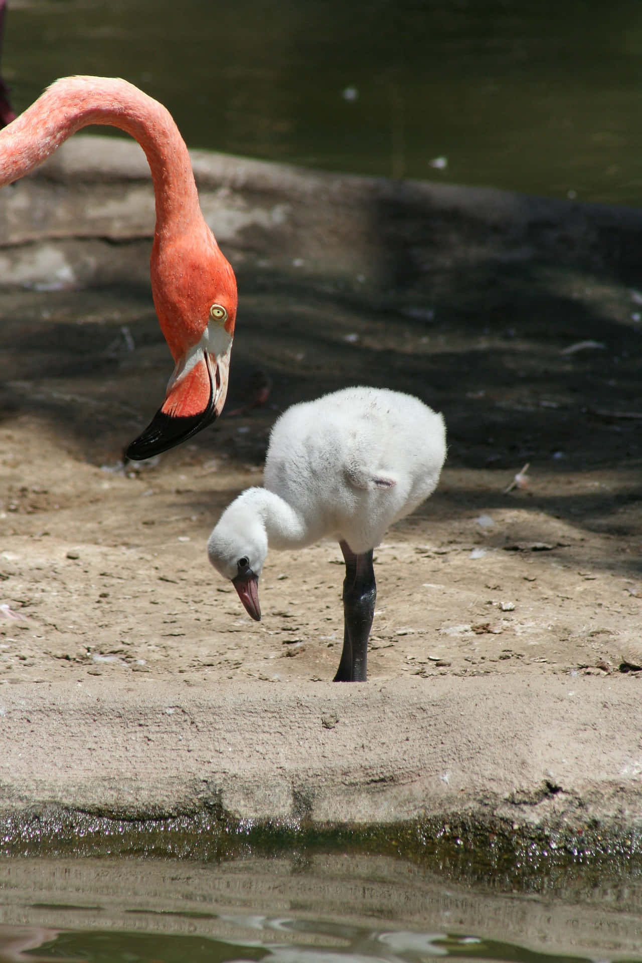 Carribean Flamingo Mother Bird Background