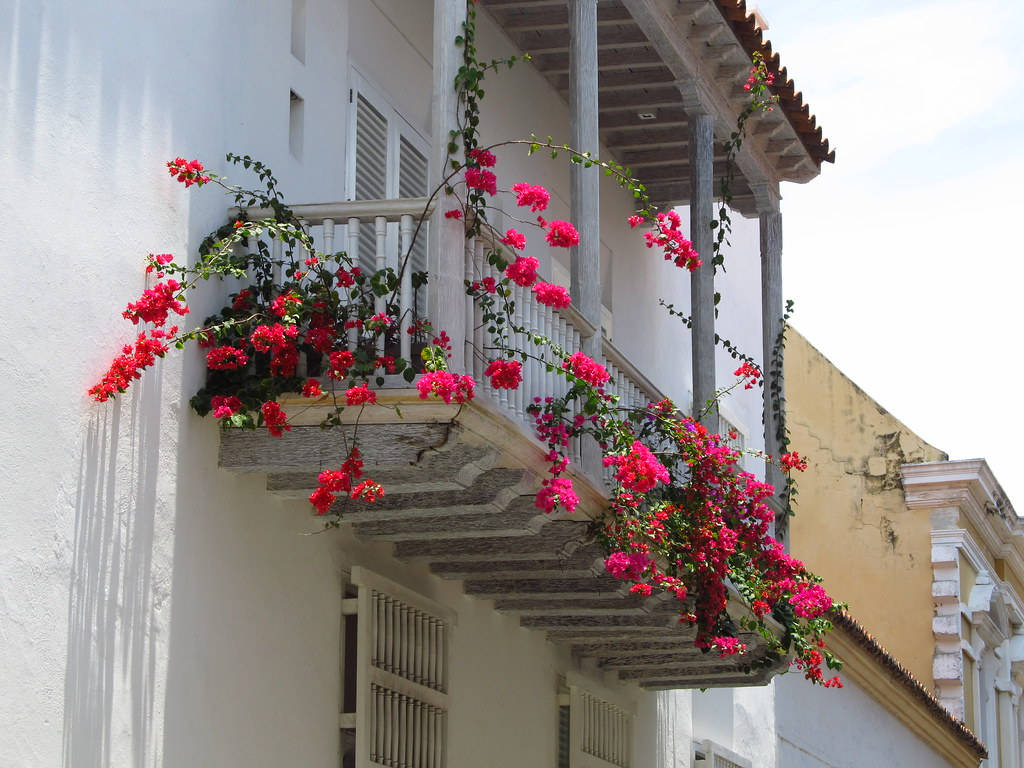 Cartagena Balcony With Bougainvillea Flowers