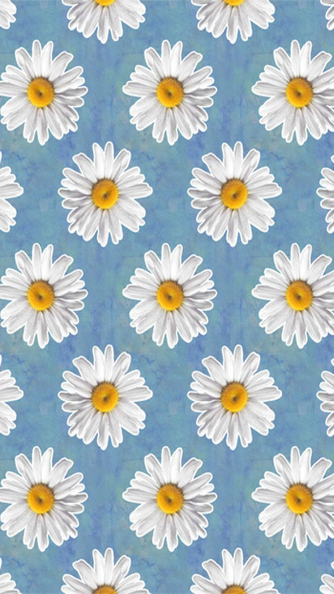 Cartoon Daisy Aesthetic Blue Background