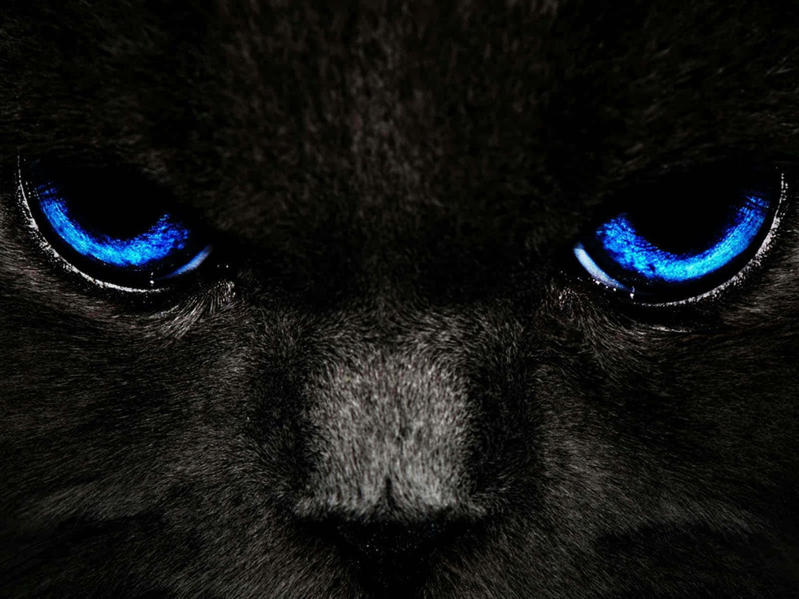 Cartoon Scary Cat Glowing Blue Eyes