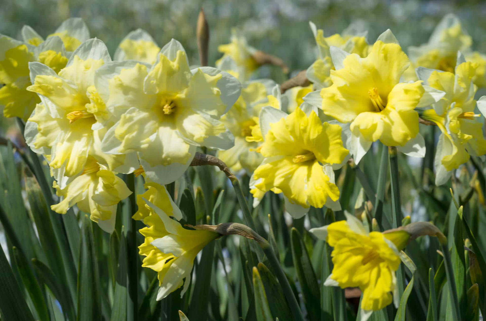 Cassata Narcissus Flowers Background