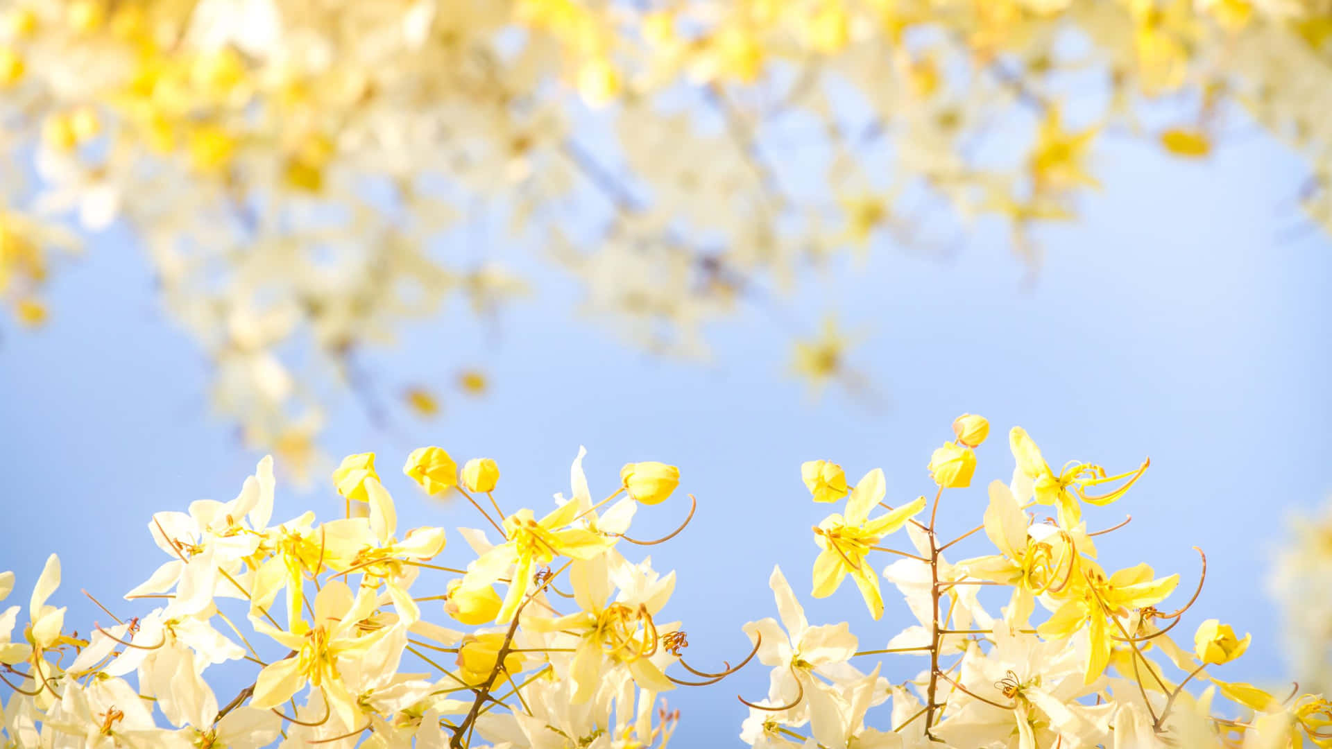 Cassia Fistula Yellow Aesthetic Flower Desktop Background