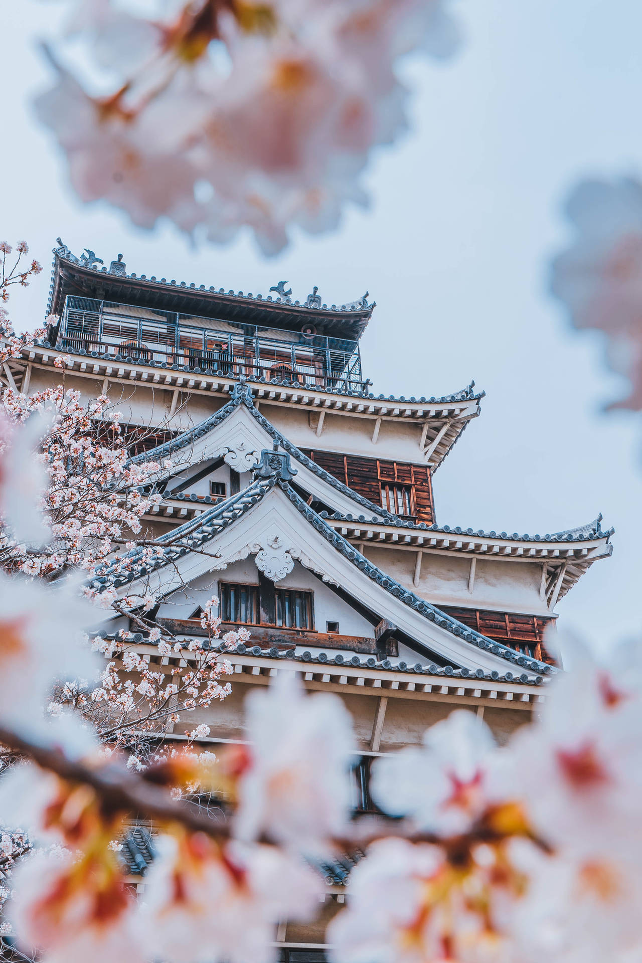 Castle And Japanese Sakura Background