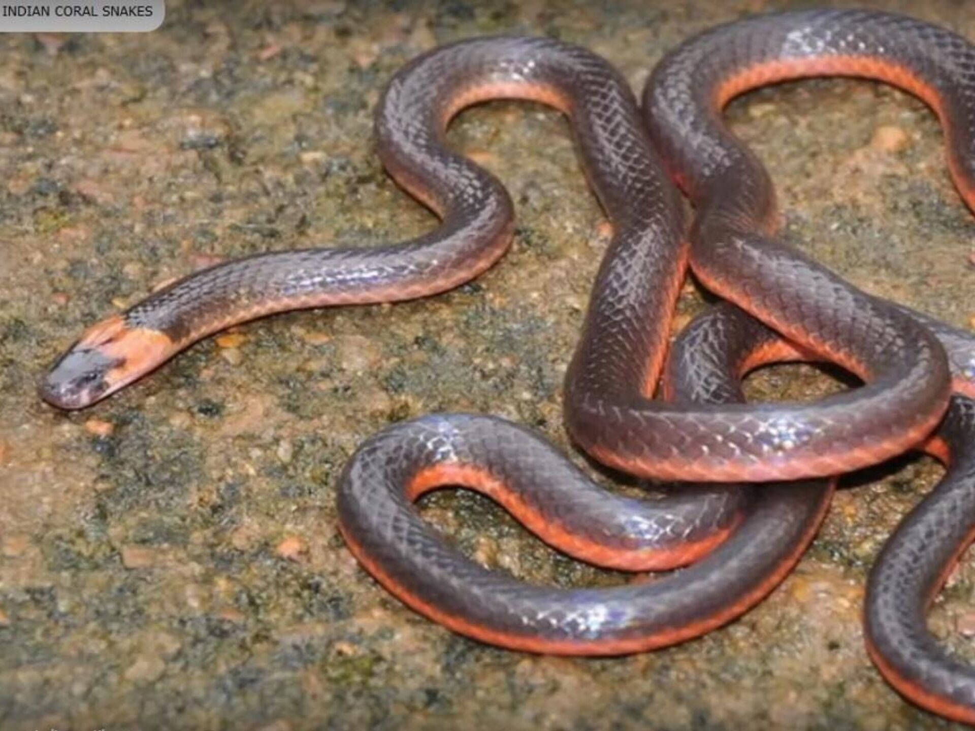 Castoe's Coral Snake Moving Through Dirt Background