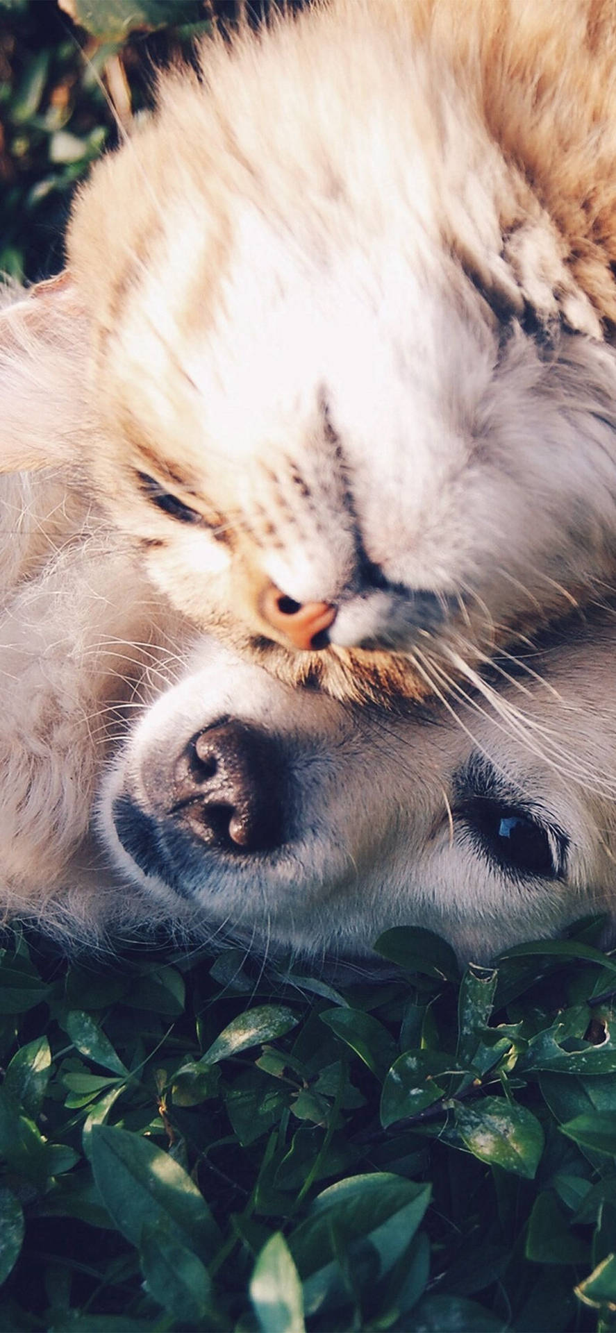 Cat And Dog Cuddling Background