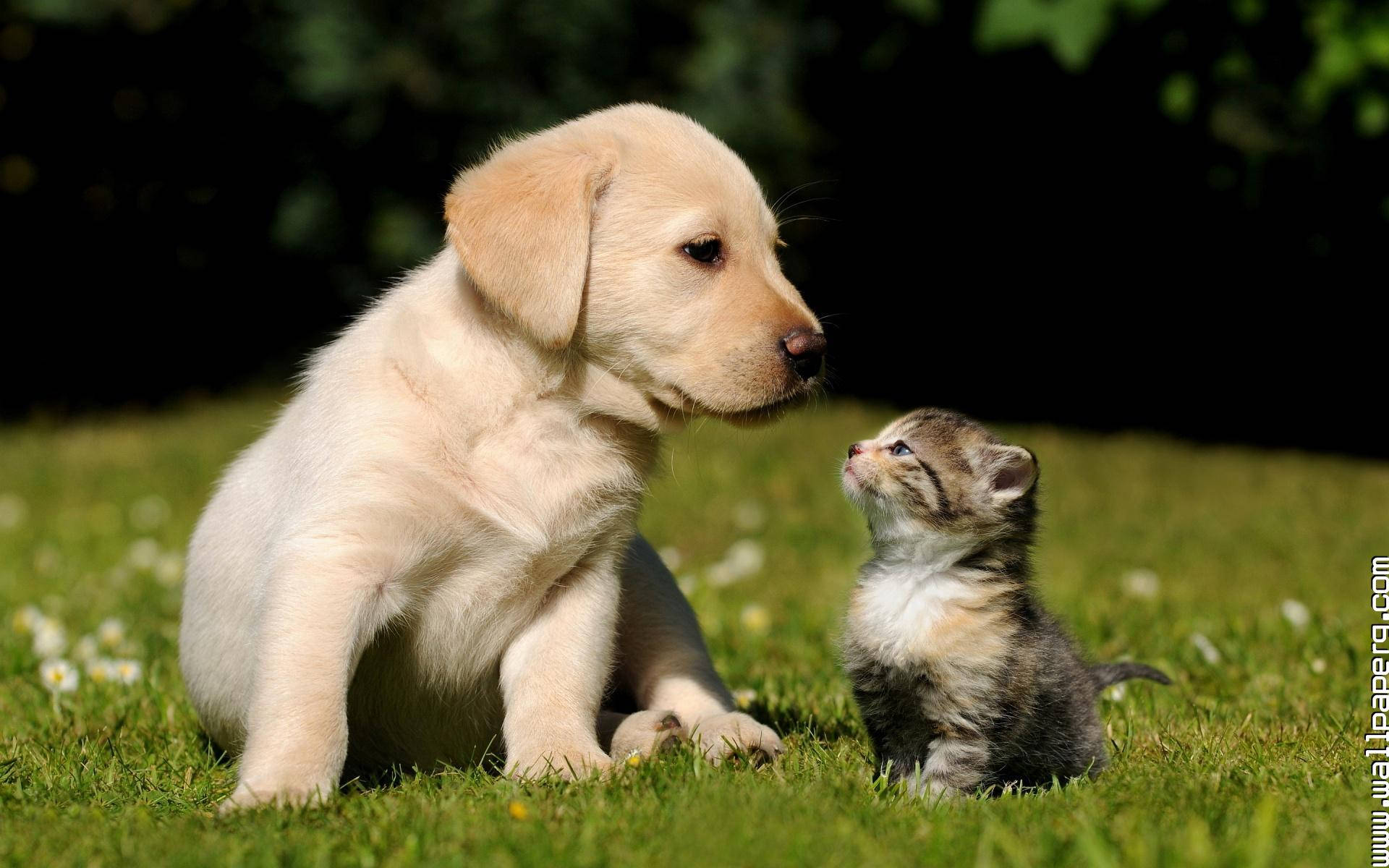 Cat And Dog Field Background