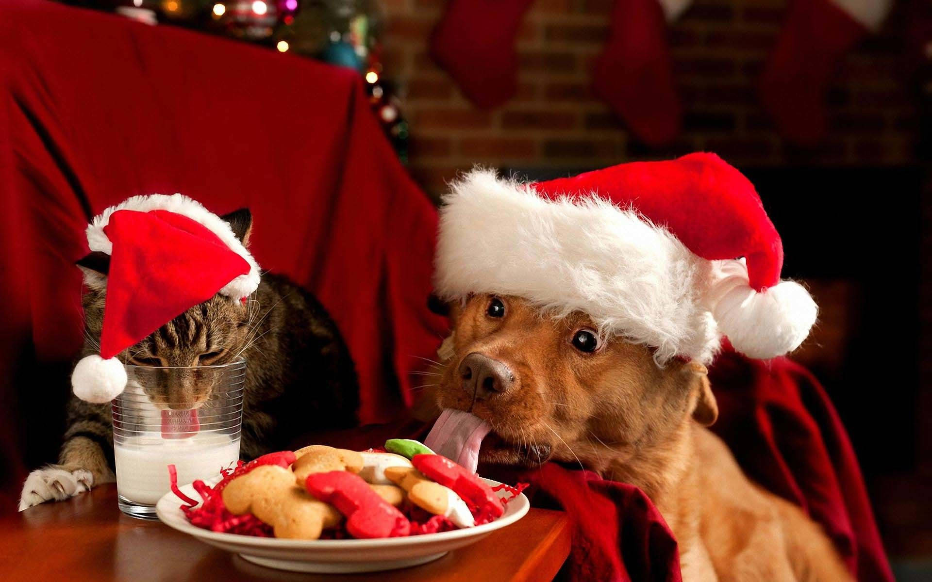 Cat And Dog Funny Christmas Background