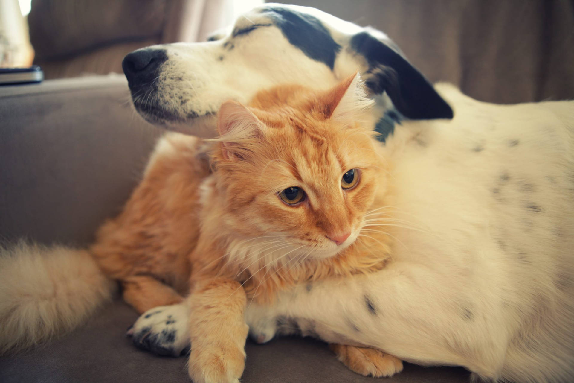 Cat And Dog Hugging Background