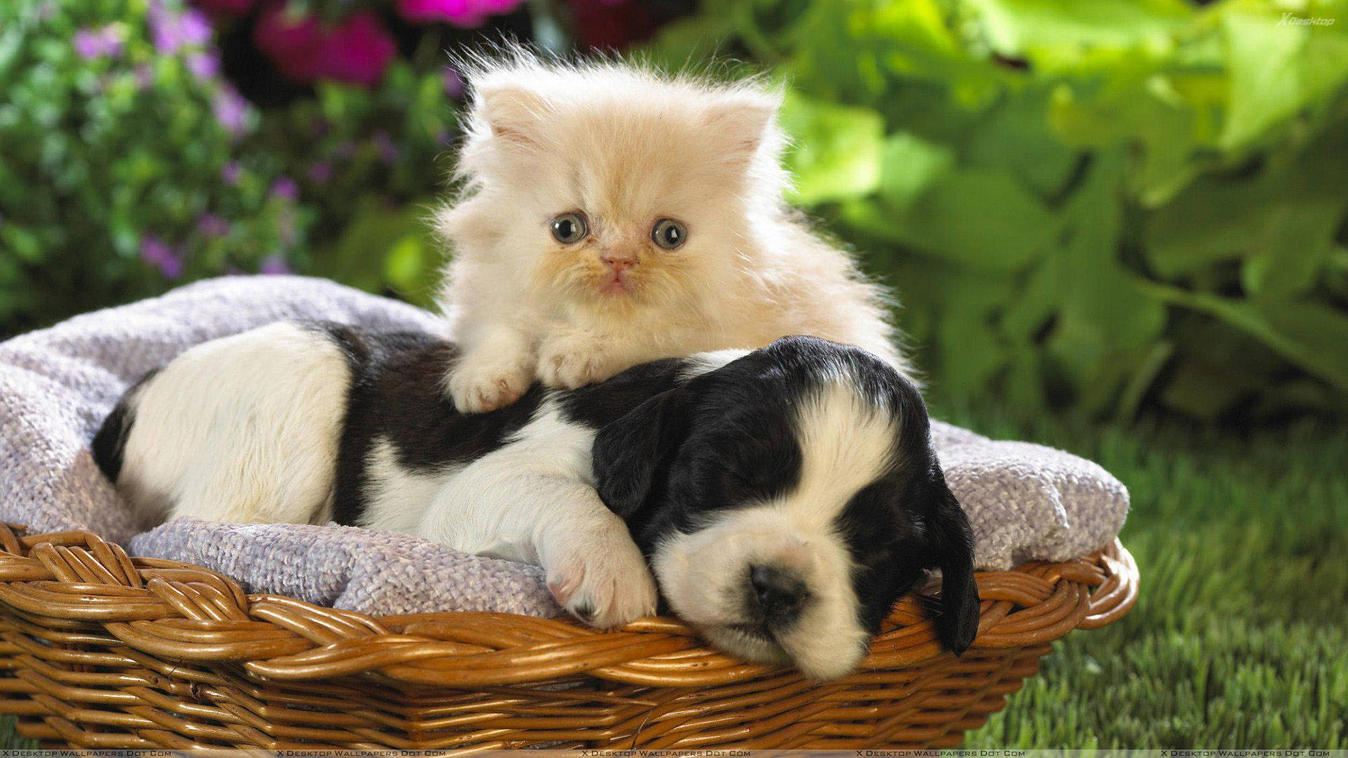 Cat And Dog In A Basket Background