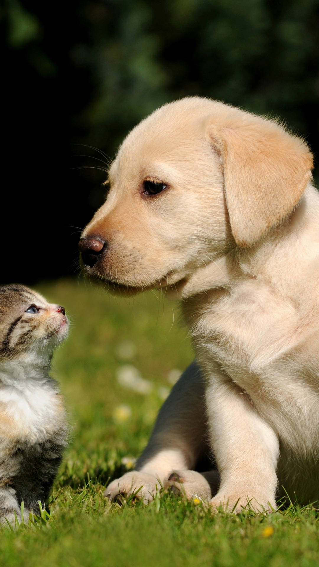 Cat And Dog Looking At Each Other Background