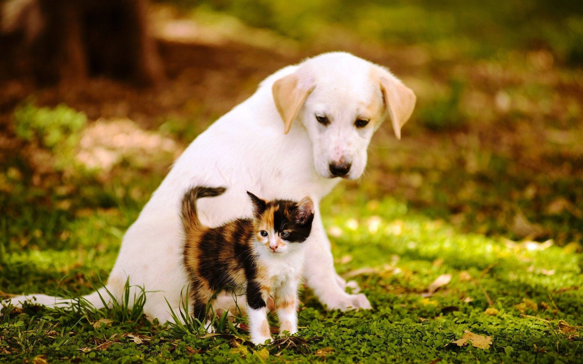 Cat And Dog Looking Down Background