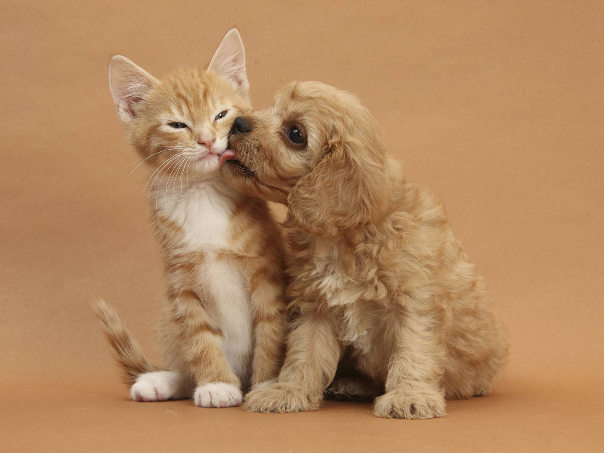 Cat And Dog On Brown Background