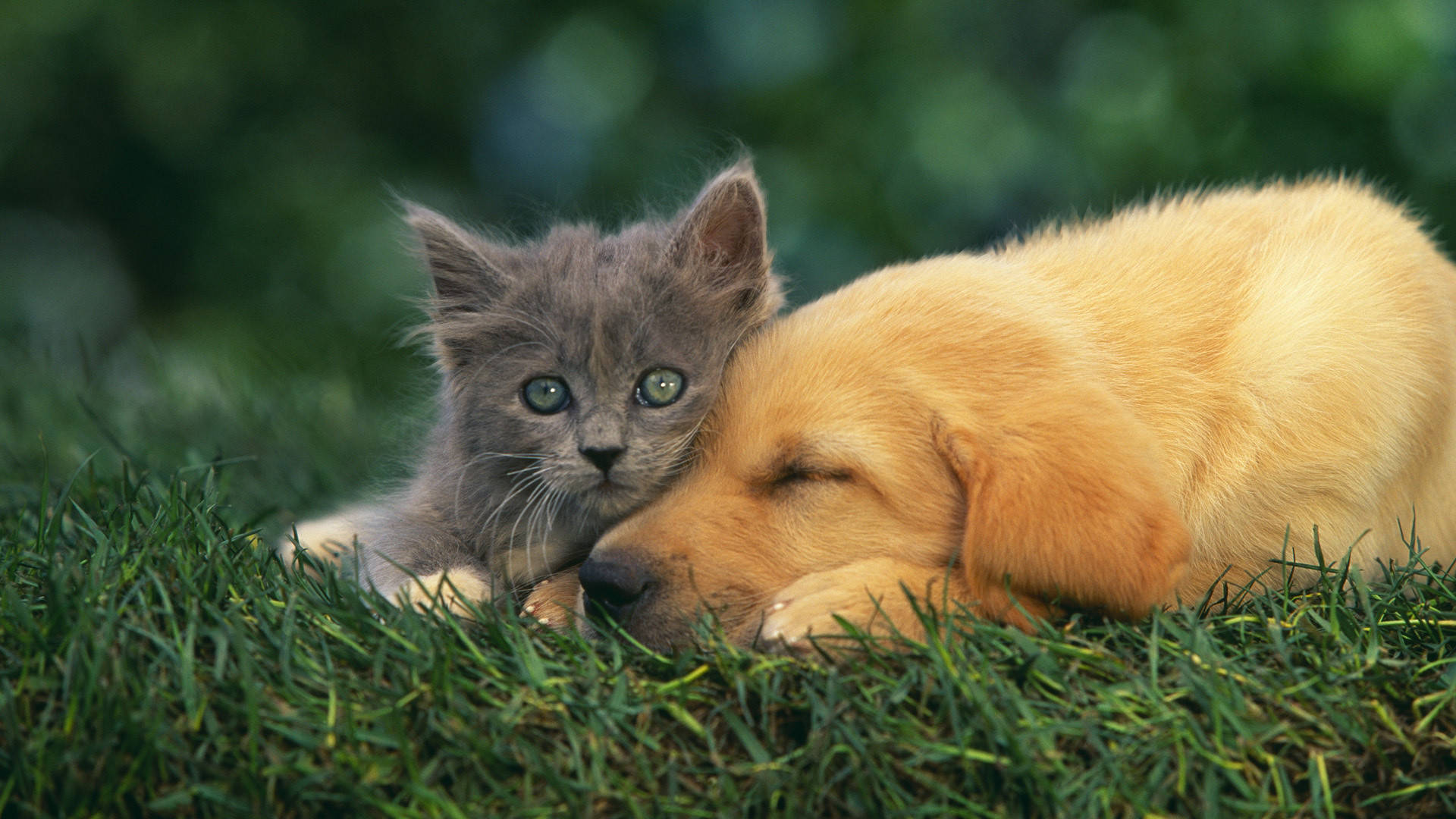 Cat And Dog On Grass