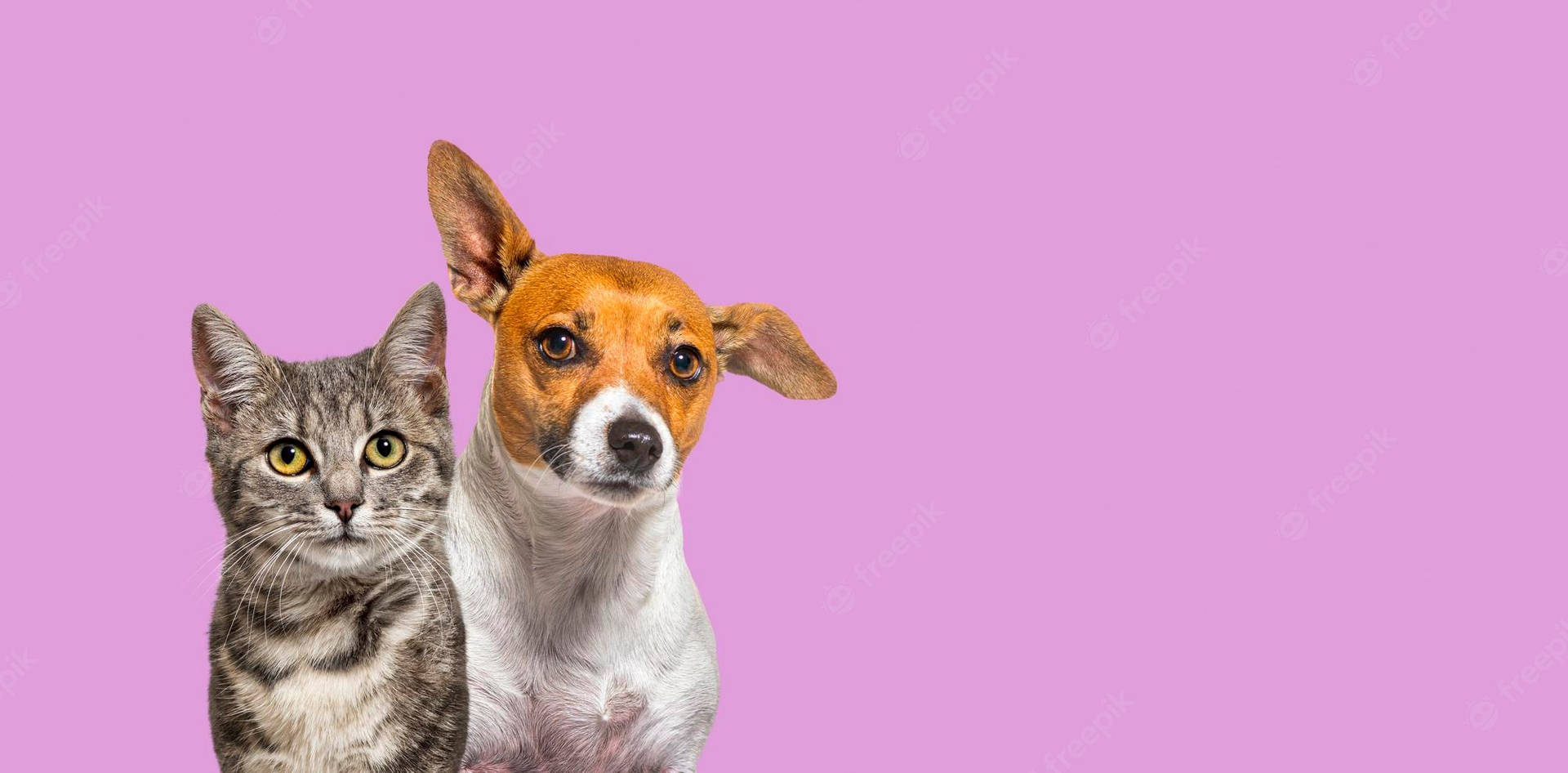 Cat And Dog On Pink Background