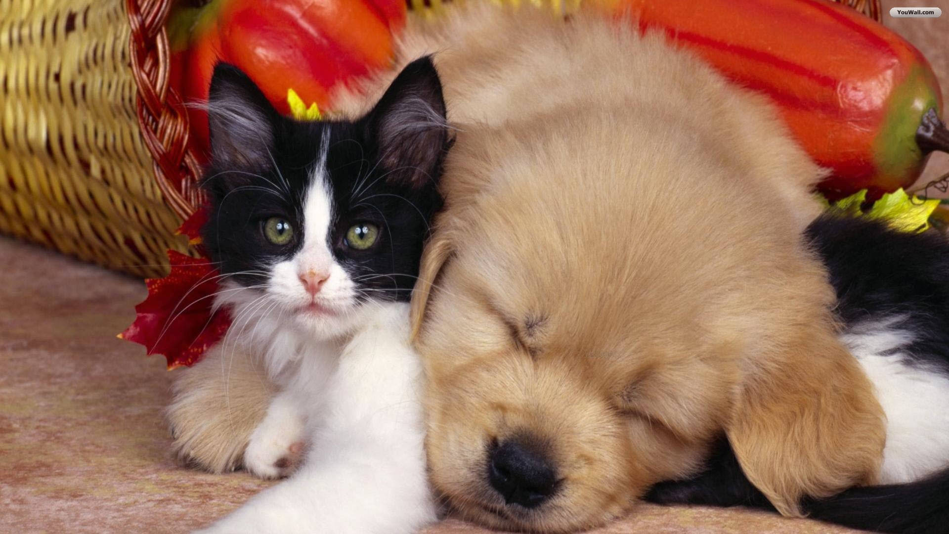 Cat And Dog On Top Of Each Other Background