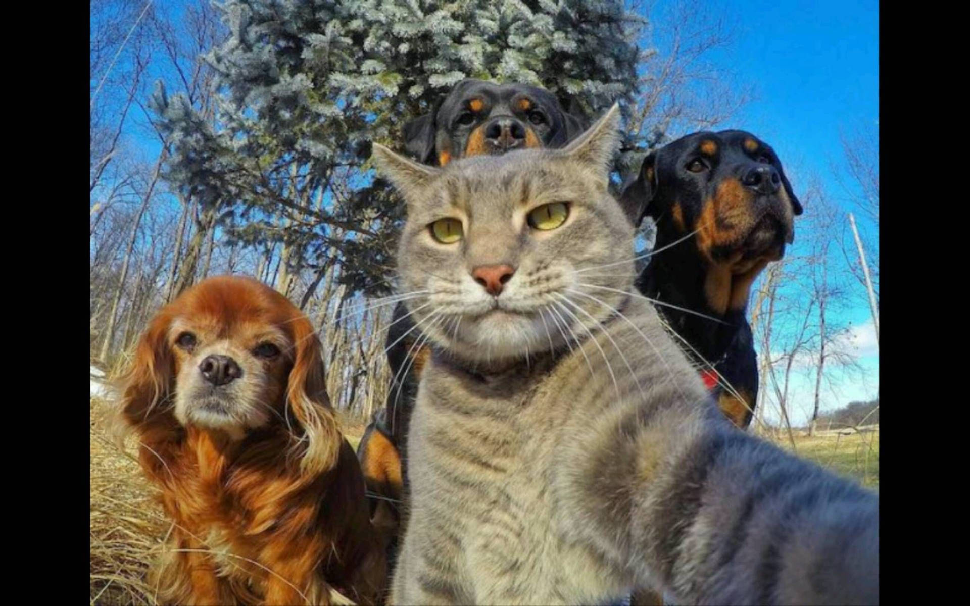 Cat And Dog Selfie