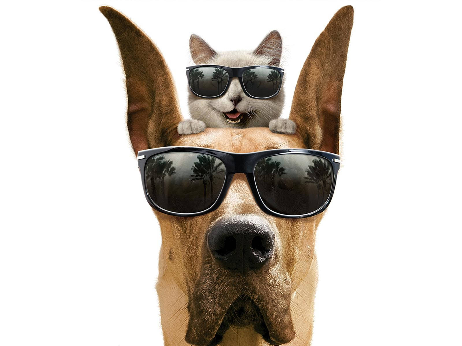 Cat And Dog Wearing Sunglasses