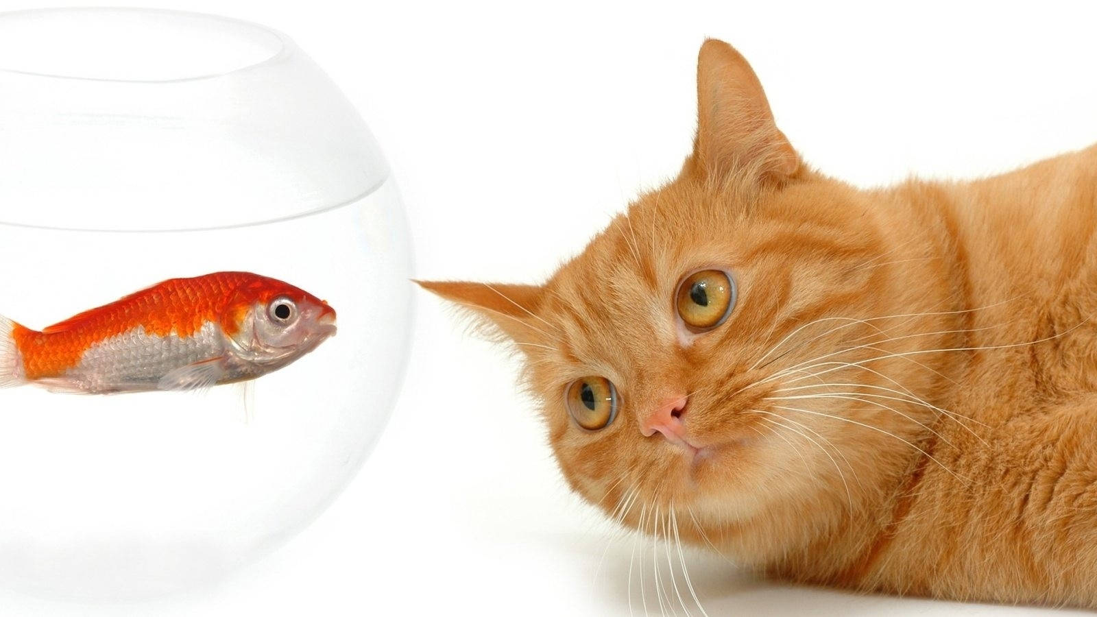 Cat And Fish Full Hd 1600x900 Background