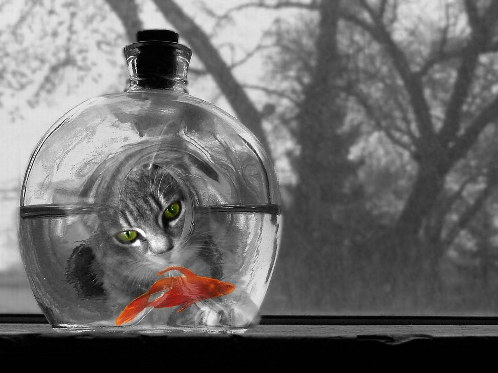 Cat And Fish Background