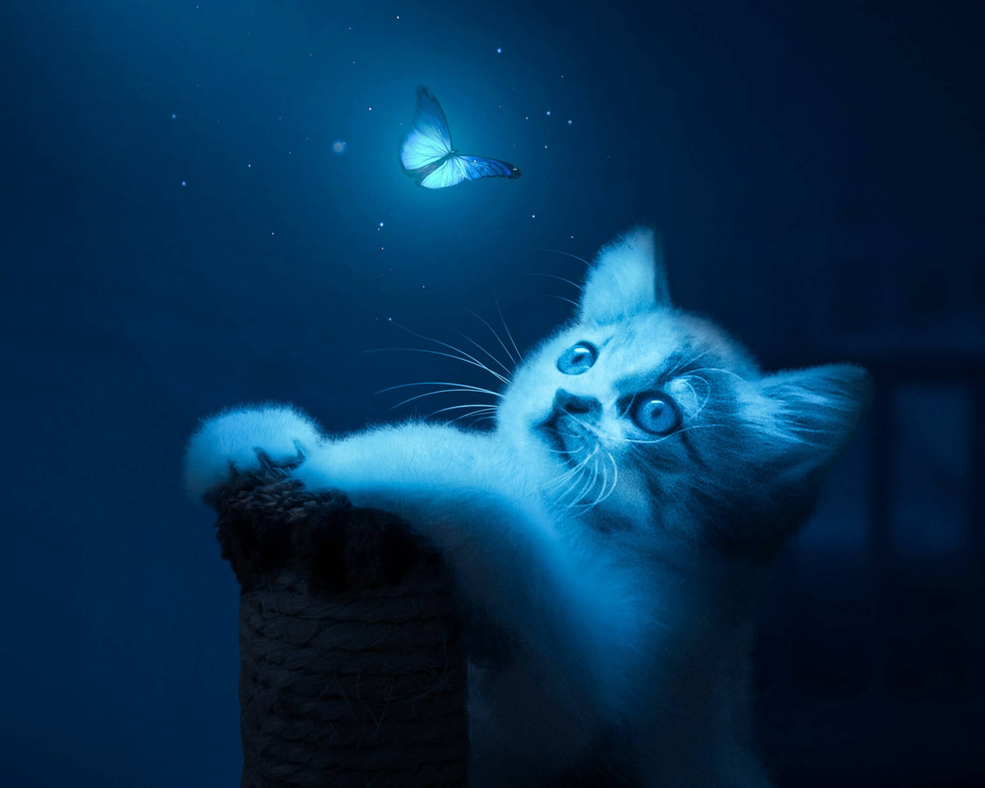 Cat And Night Butterfly Background