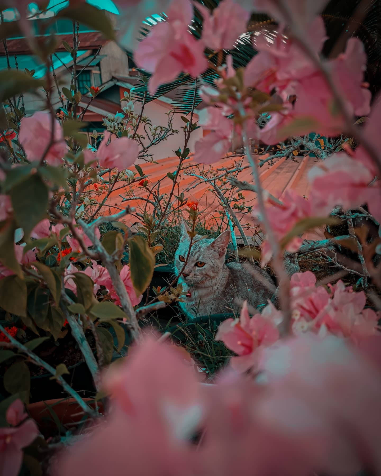 Cat And Pink Bunga Background