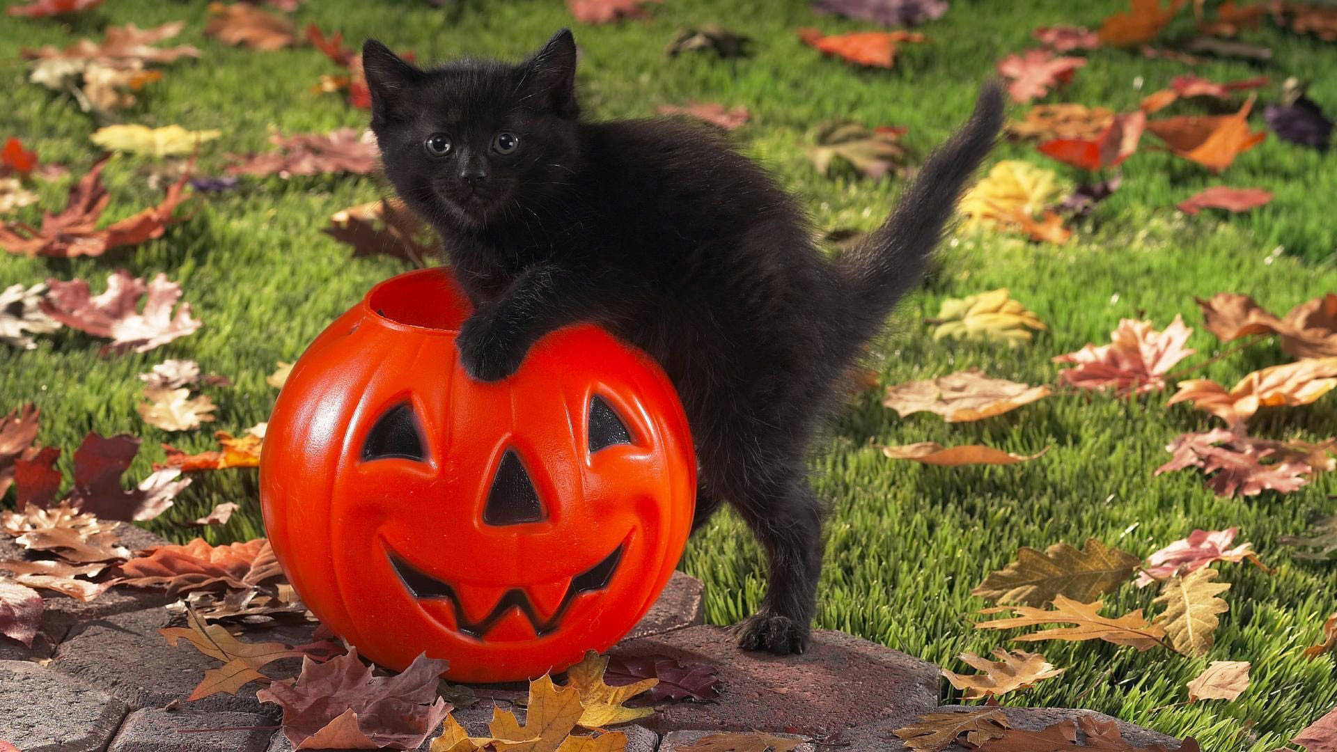 Cat And Pumpkin Cute Halloween Desktop