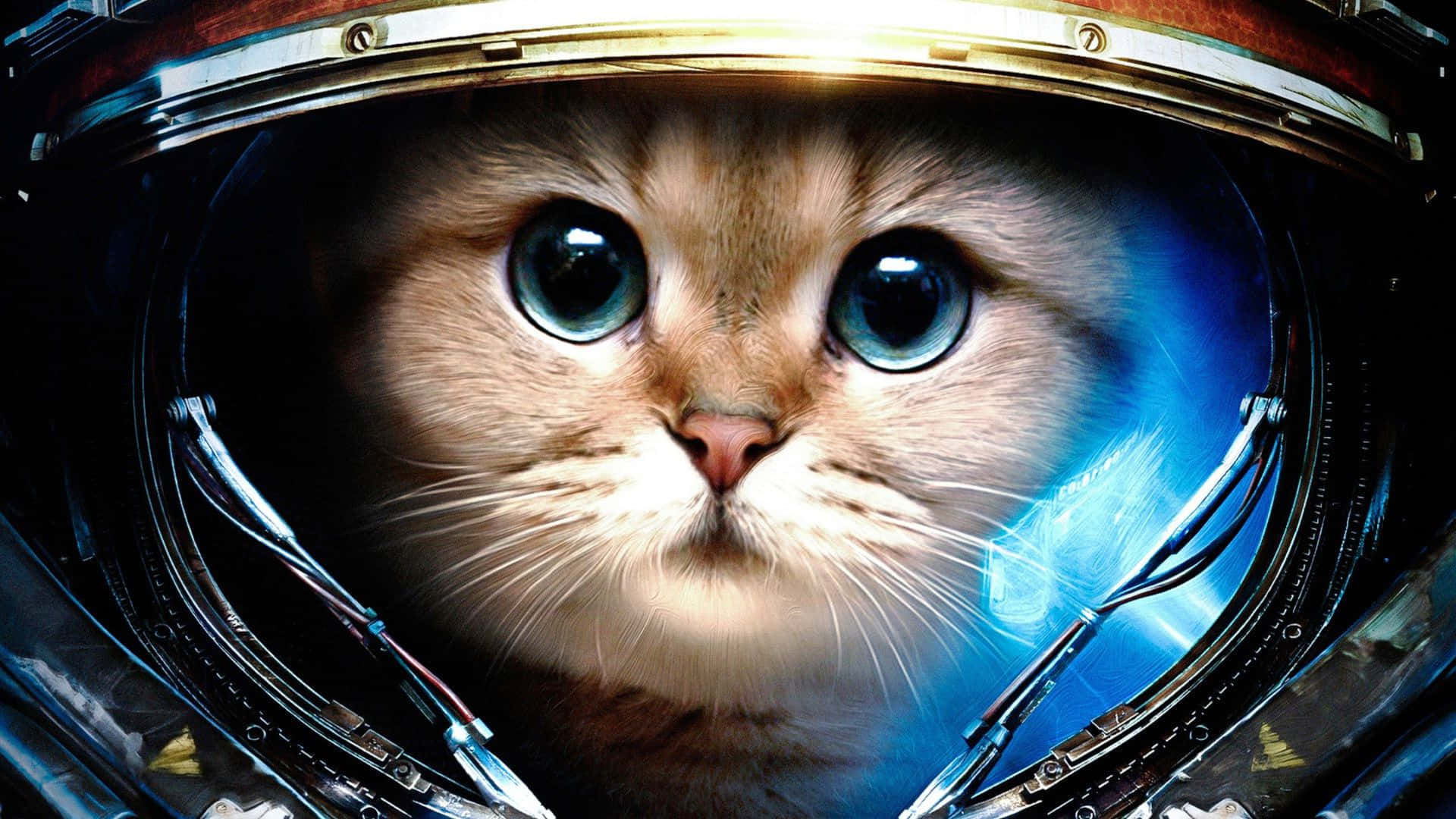 Cat-apult Me To The Moon!