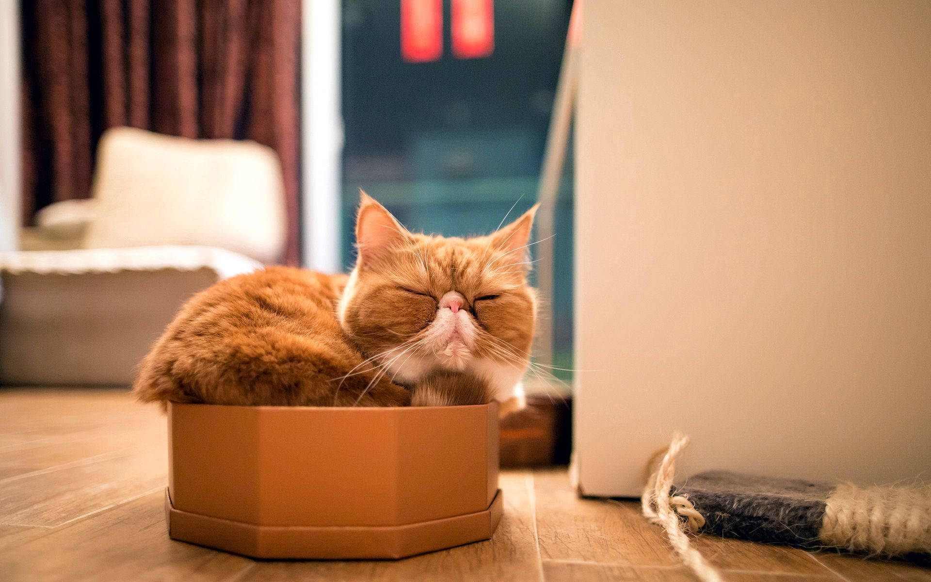 Cat, Box, Sleep, Rest, Purebred Background